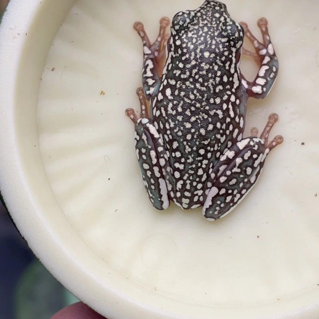 老爷树蛙5号顶级暴雪蓝