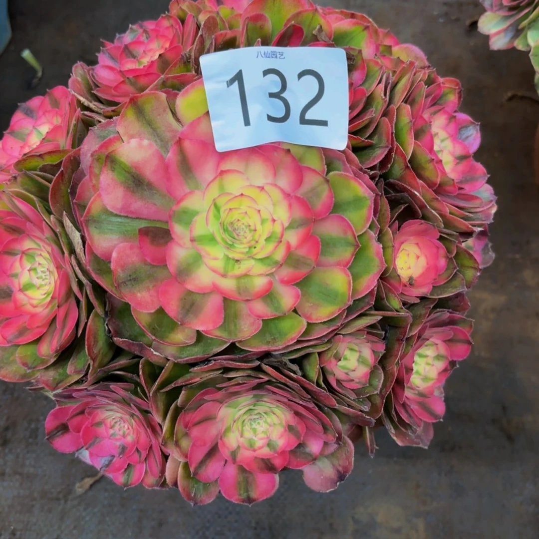 半***过132多肉植物荔枝特价
