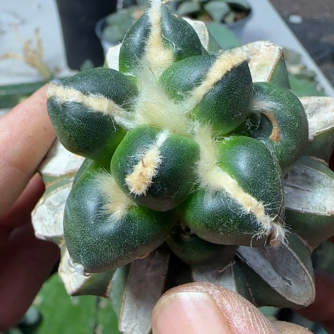 无花朵圆叶达摩蛋蛋152