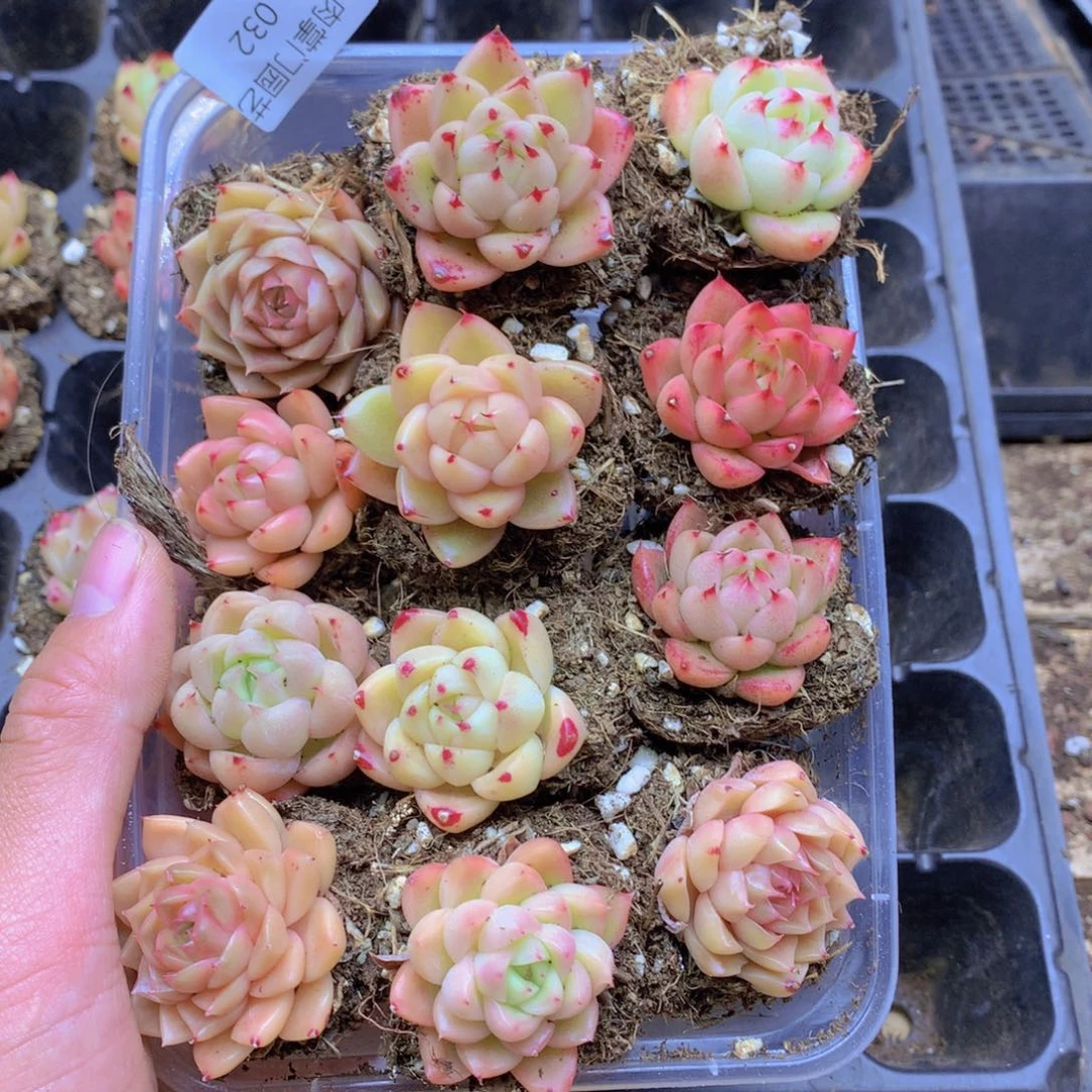 我也想你了啊我032