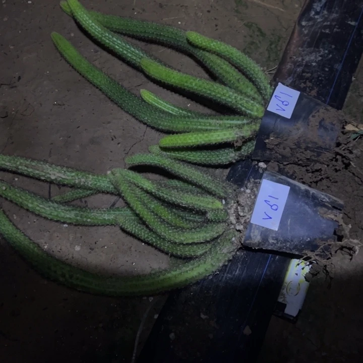 冰***洁V61两颗自根金妞纽扣120