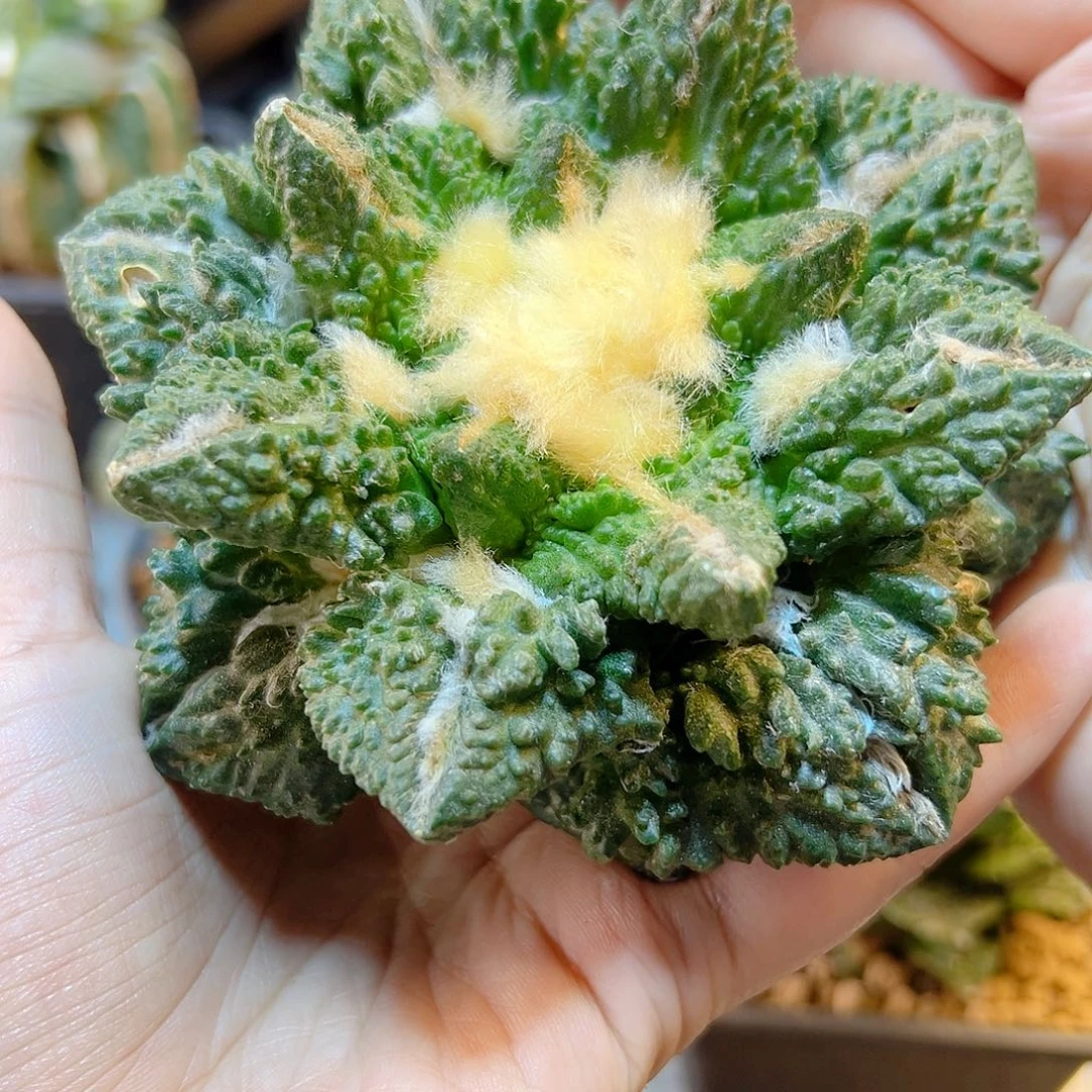 晚13号根芽哥斯拉村主怒11公分