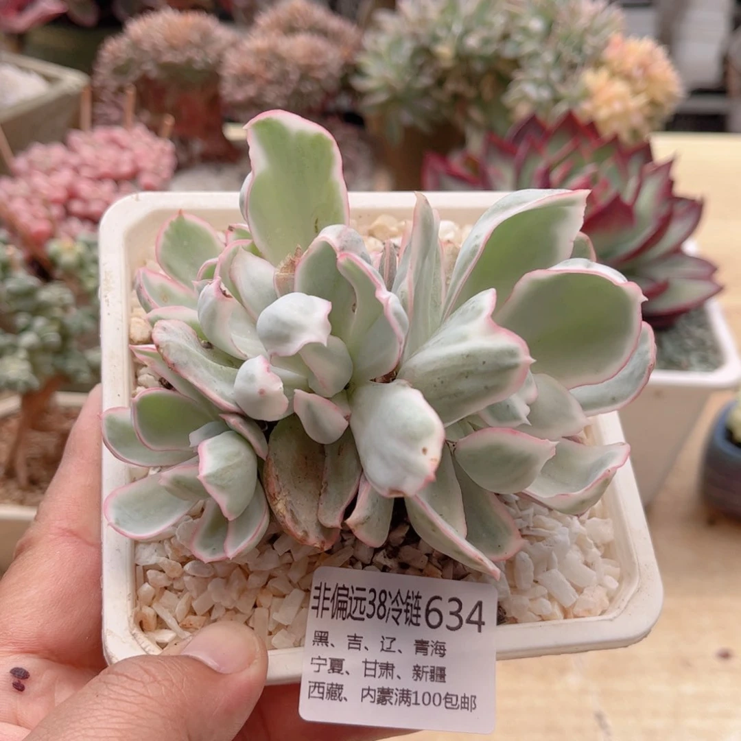 634伯克利锦德华多肉