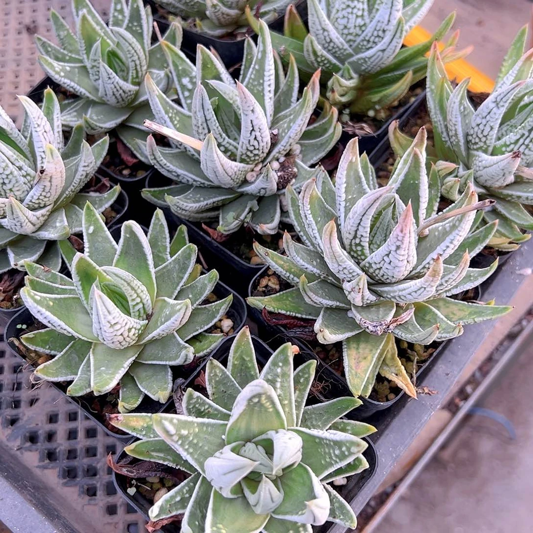 皇帝多肉多肉多肉一颗