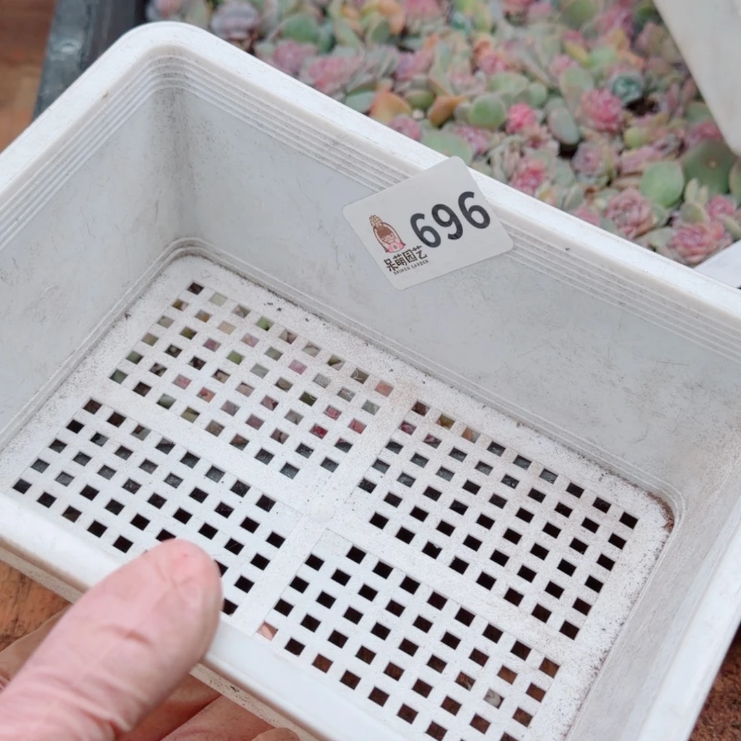 昙***花多肉植物多肉植物