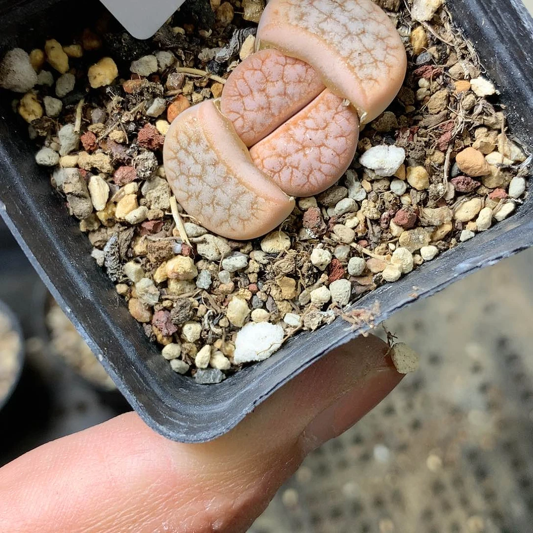 D257多肉植物保护研究所