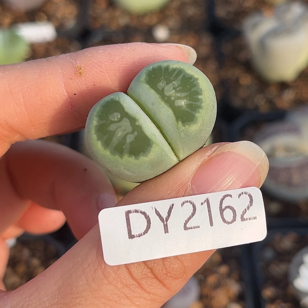 一物一拍绿菊2162全窗粗纹