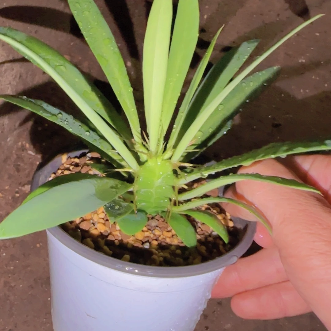 R***.块根植物块根植物