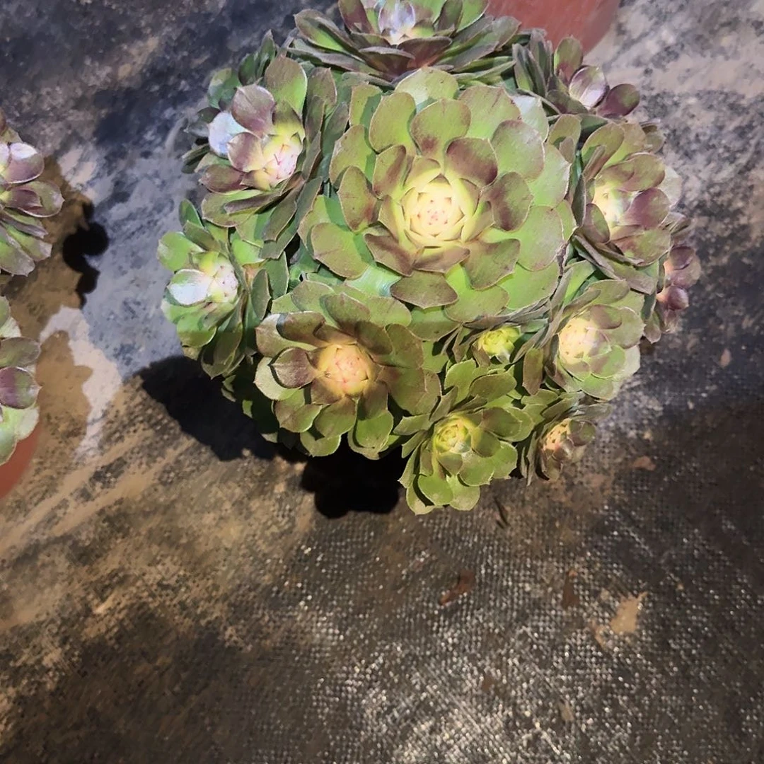 多肉植物万药锦525