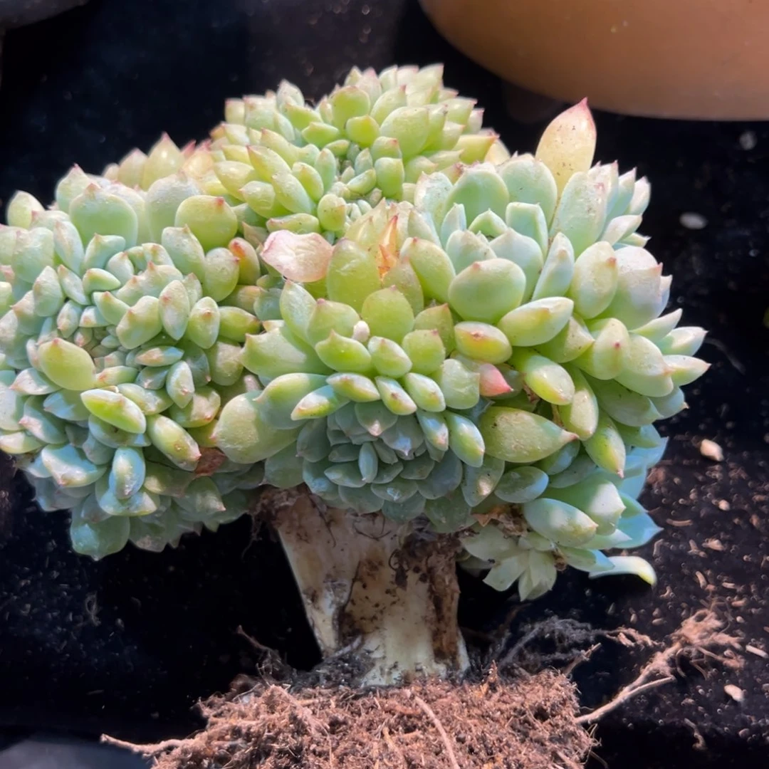 乔*新年快乐啊宝宝们8888888新年