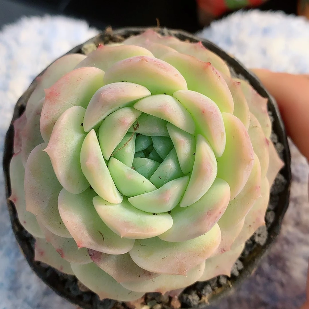 【闪购商品】楠新年礼物