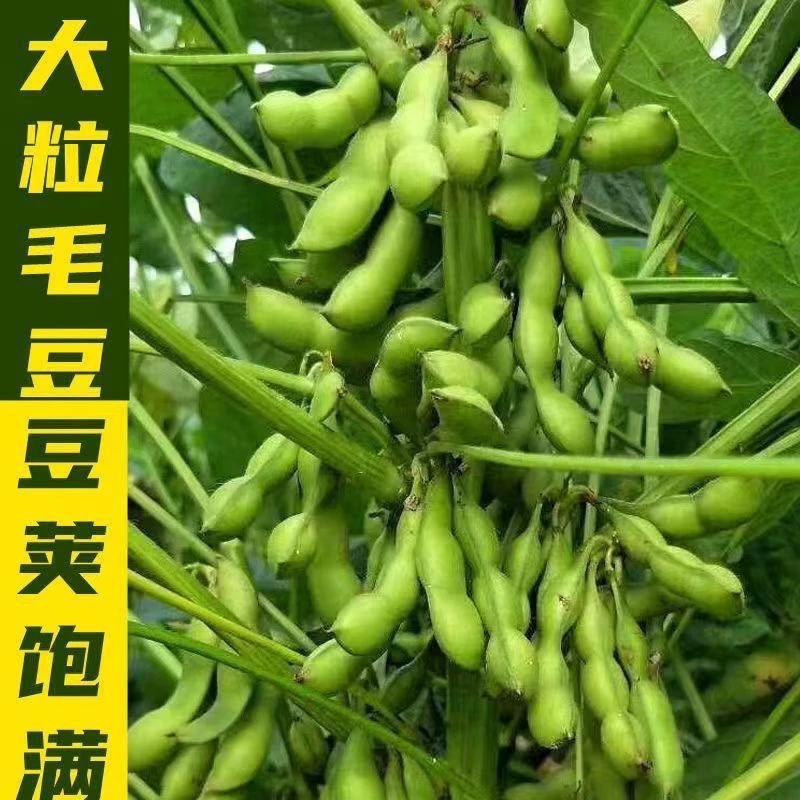 11新疆包邮【大荚毛豆种子】菜毛豆种籽早熟四季青豆菜豆春季蔬菜