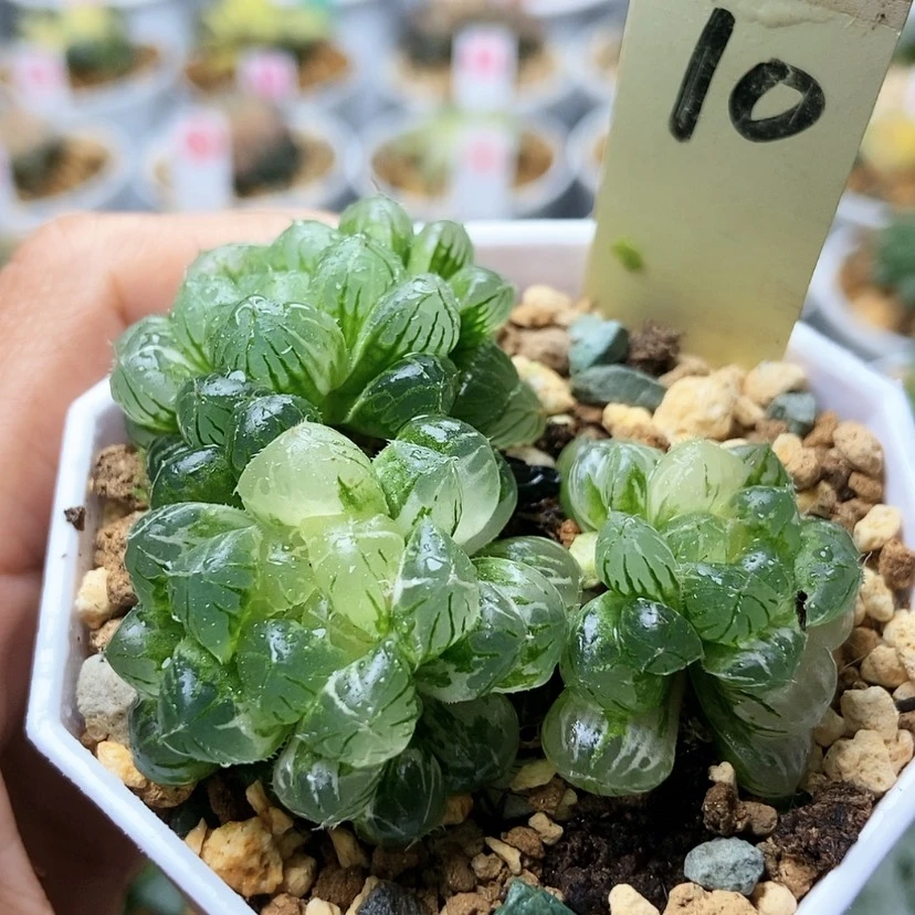 【闪购商品】天线10