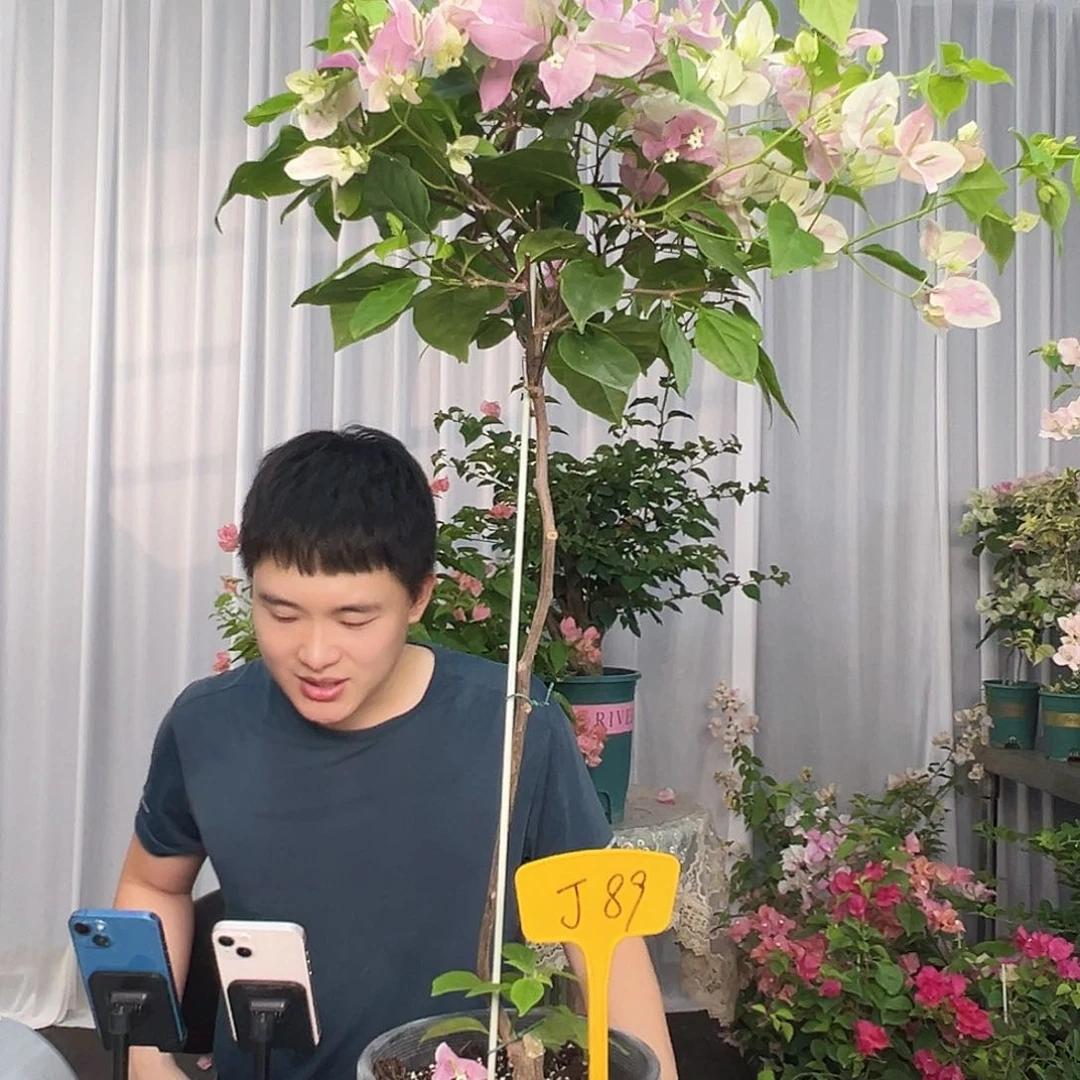 1***4大部分开放少量花苞J89广红樱