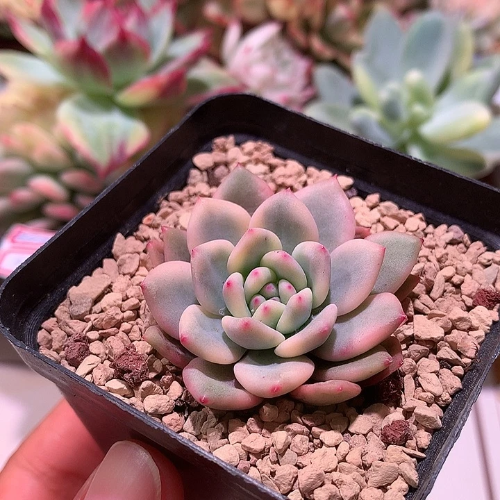 凌雪锦锦锦腹轮锦