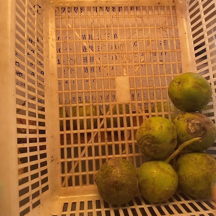 文玩核桃吊坠蛤蟆头6