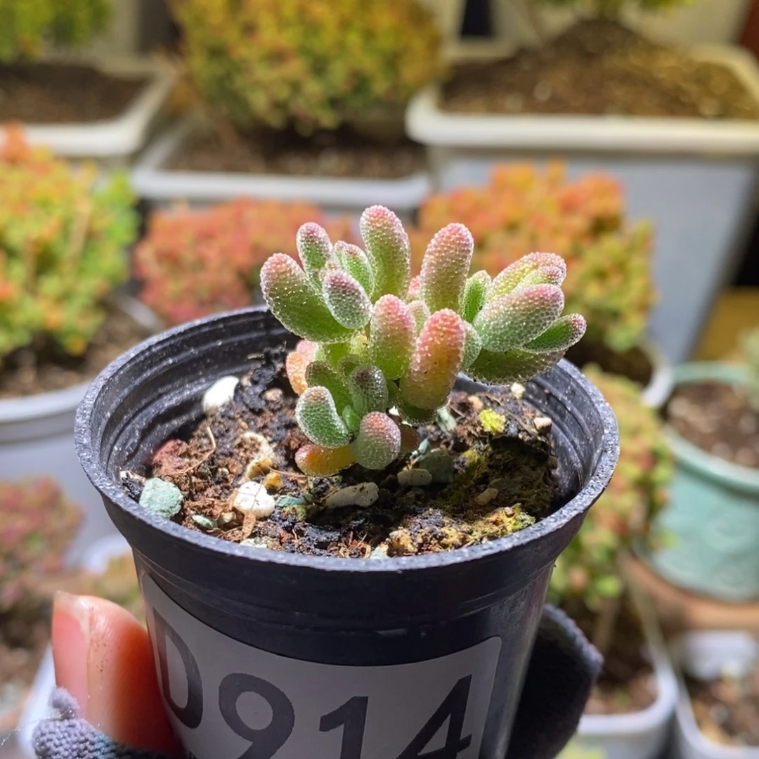 ?*✜冰晶枝干番杏D914