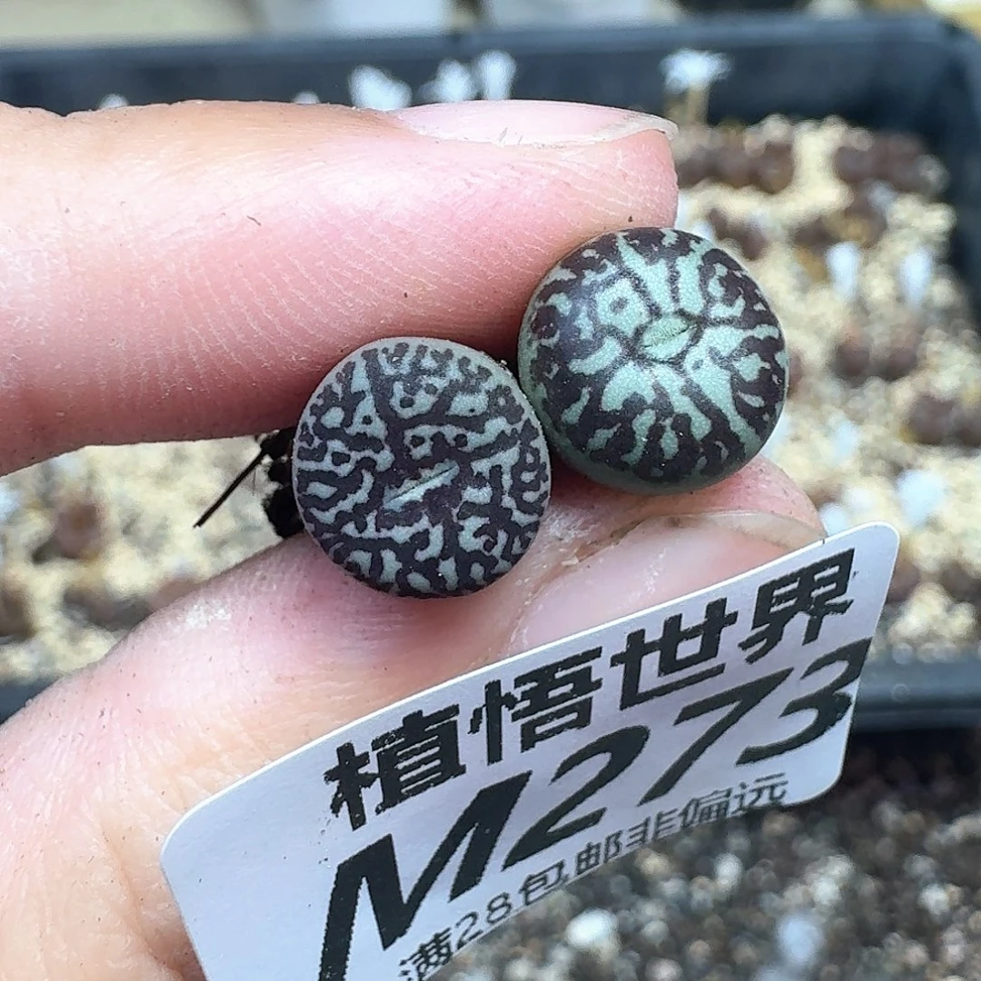 多肉植物的润泽感fg