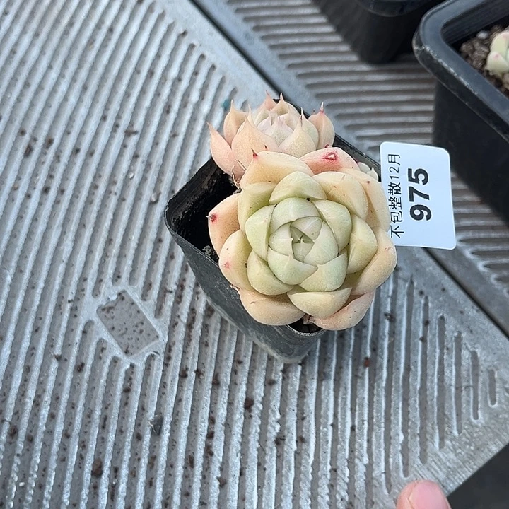 是***呀阿雅园艺。     975