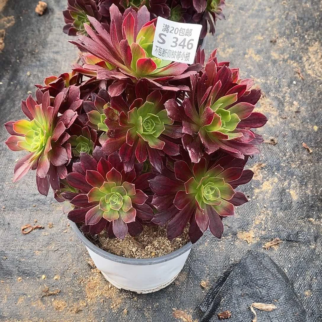 346安娜多肉法师锦