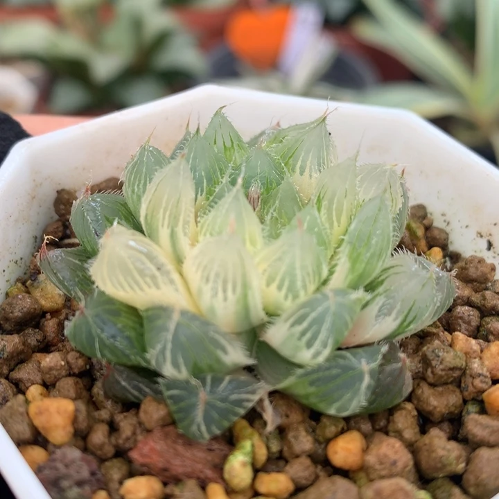 冰魄玉露锦，带盆发货