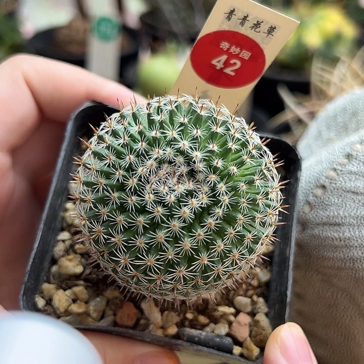 实生欧系恋山彦缀化4.7cm