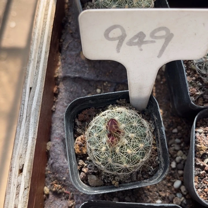 用****1949实生好养好活