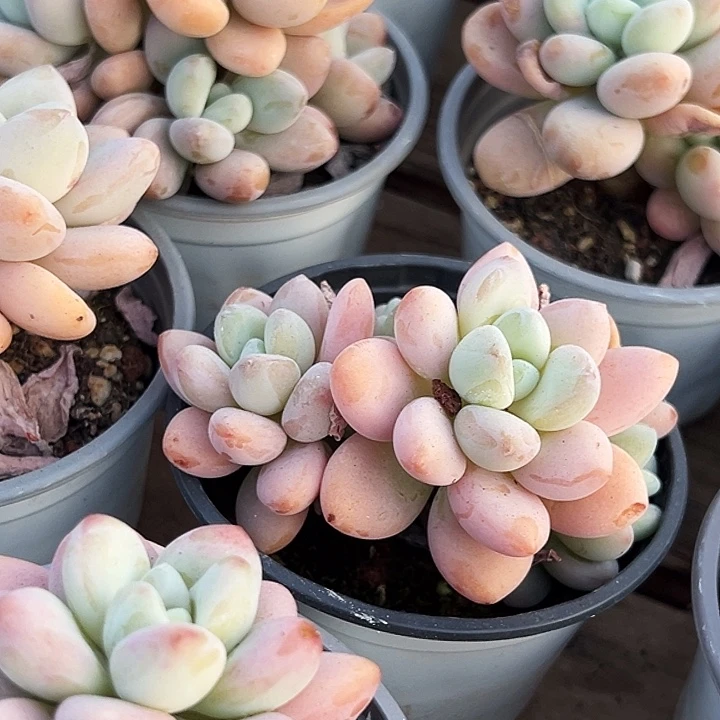 团  019      红洛神