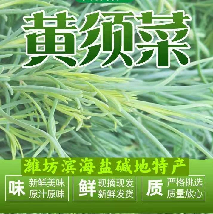 山东潍坊盐碱地2025年新菜黄须菜黄西菜黄席菜盐地碱蓬菜柳蒿芽