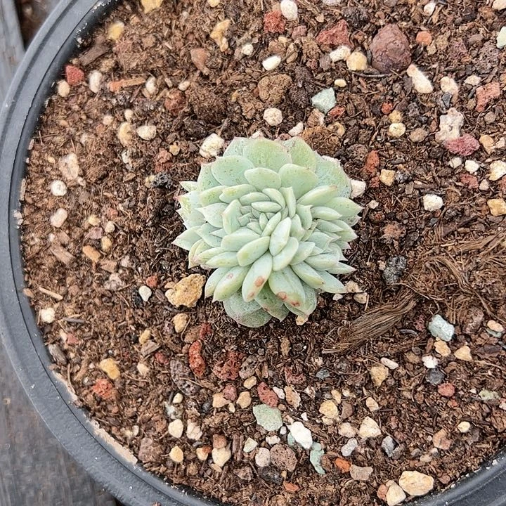 【闪购商品】❤️****劳林缀