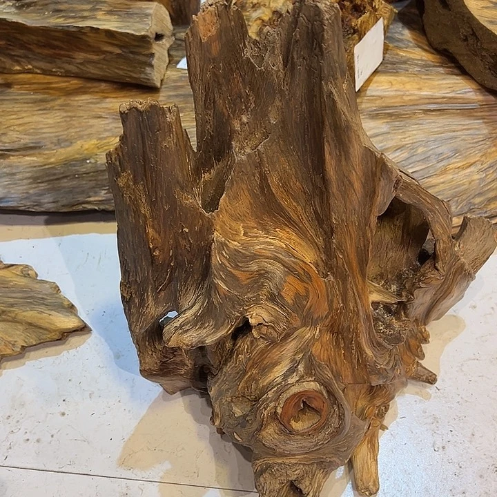 松木（琥珀木）琥珀