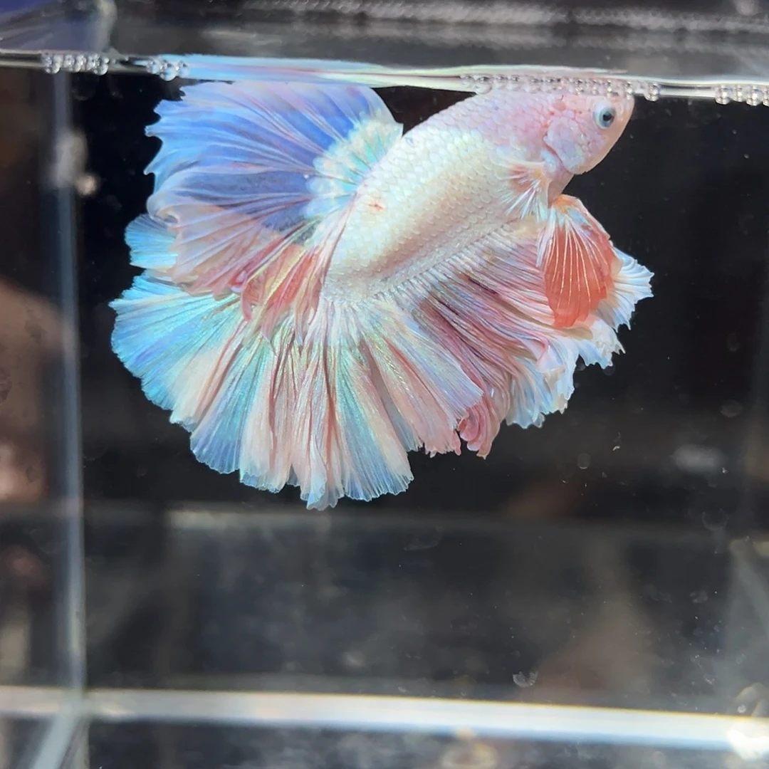 斗鱼19号618活动，大放漏