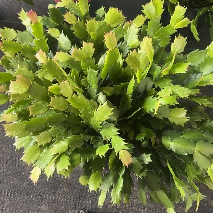时***光当前无花栽培后可以开花