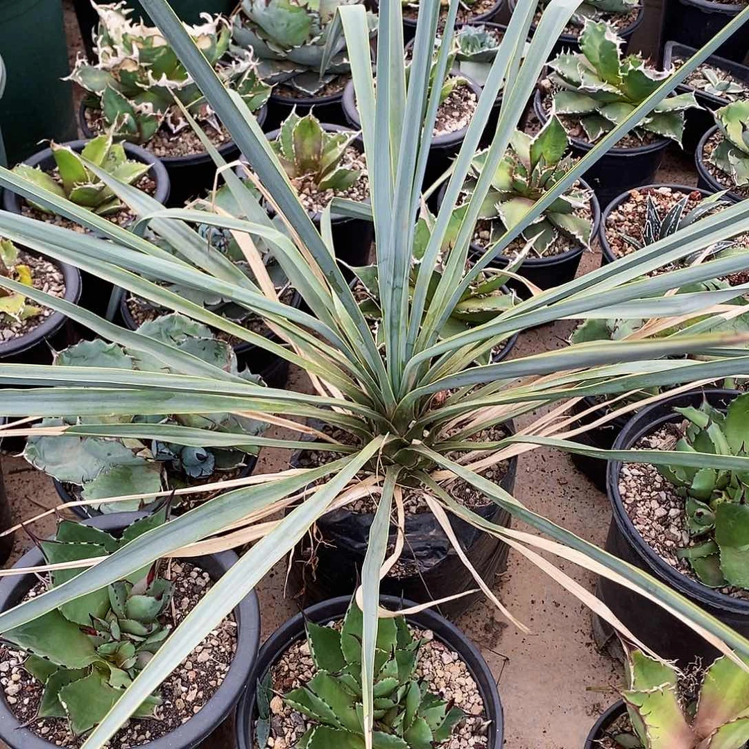 多肉植物龙蛇兰植物