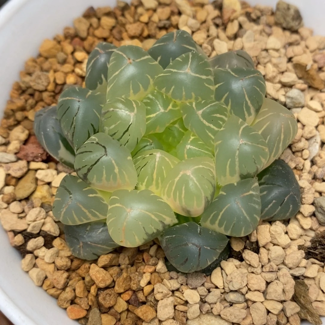 45实生糊斑玉露锦
