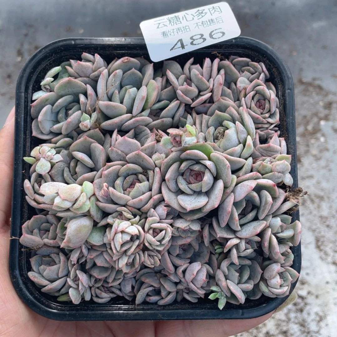 云糖心多肉植物486