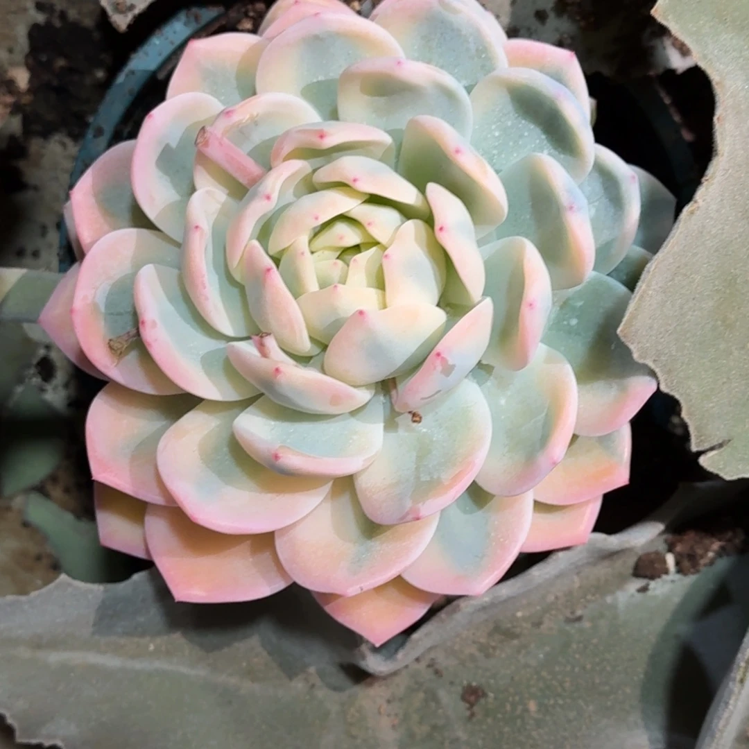 橙子锦多肉植物链接