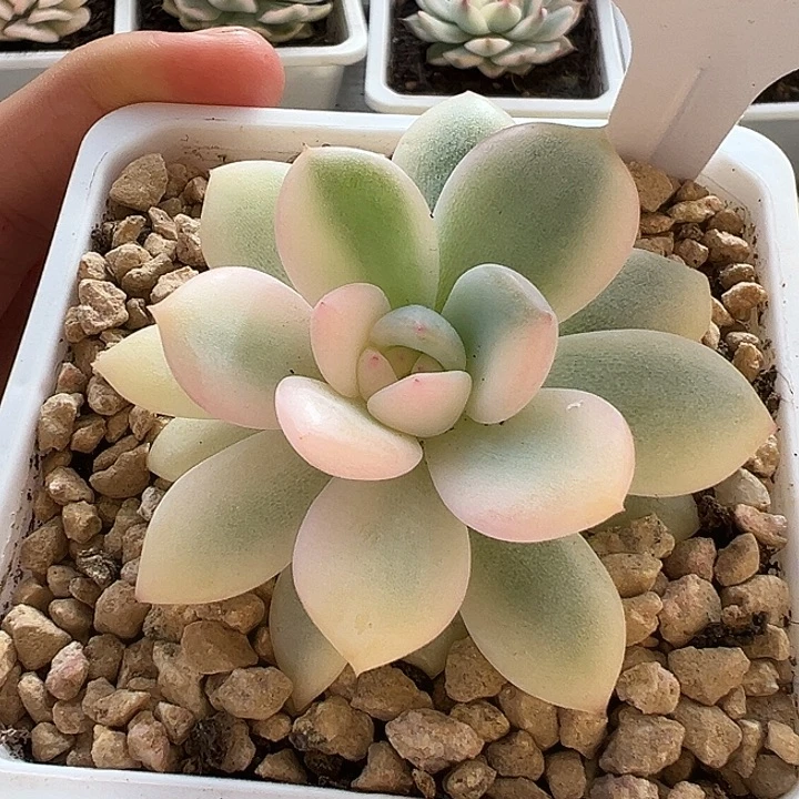 1086号橙梦露锦宽锦
