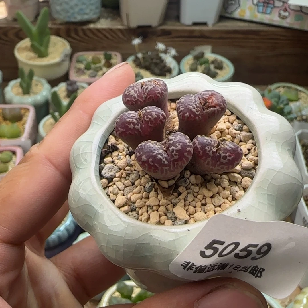 5059-一物一拍 带盆