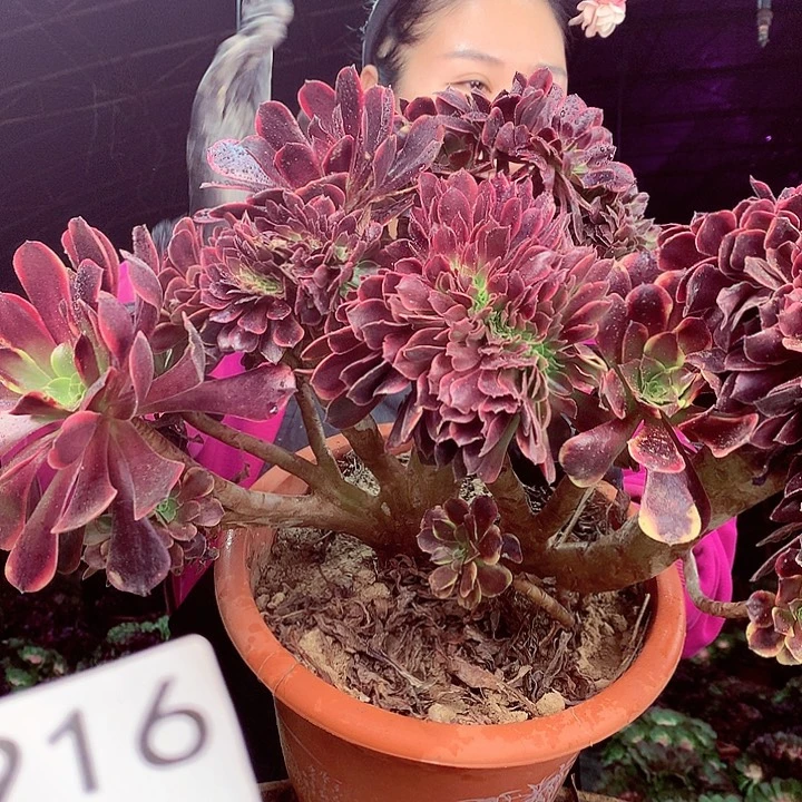 柒柒精品多肉脱土发货不包断侧枝916