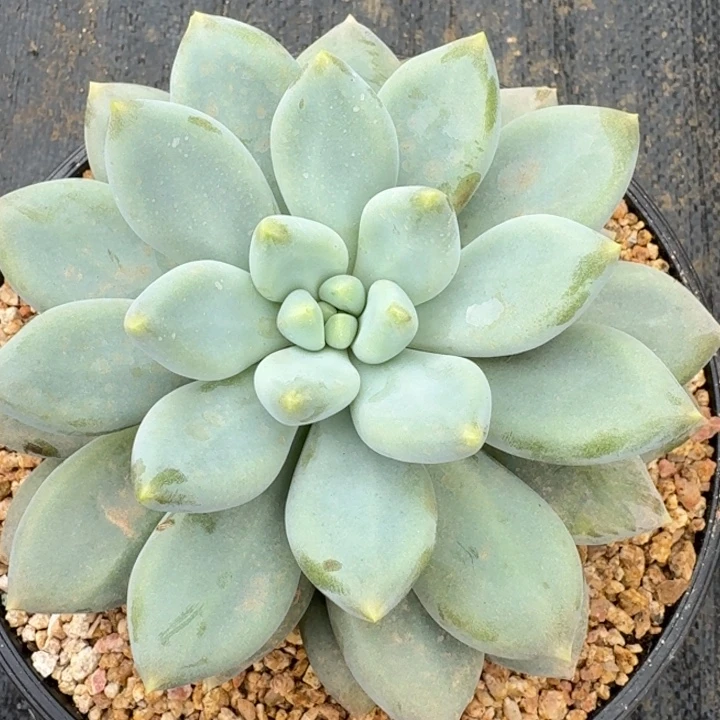 多肉植物哥特萝莉