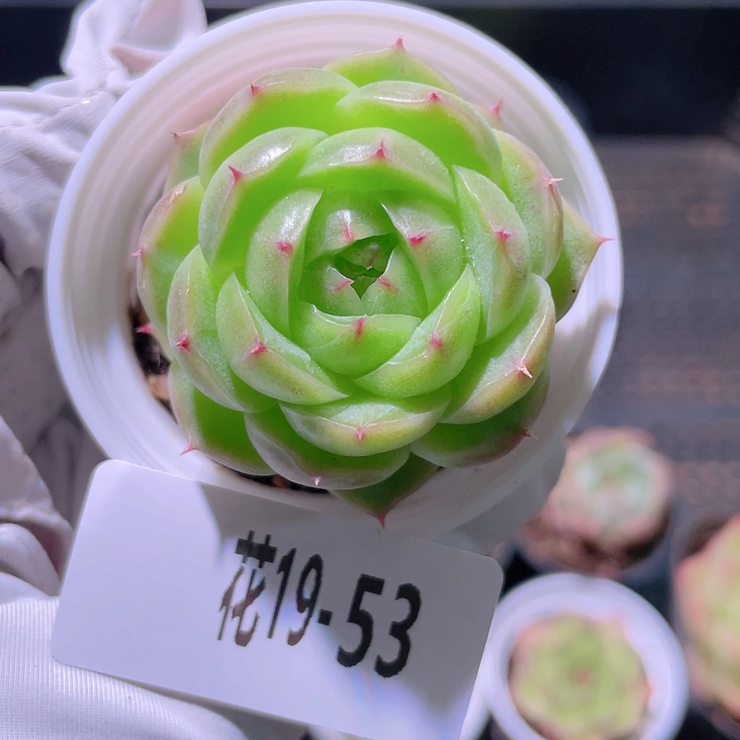 一***求花利美19-53海王