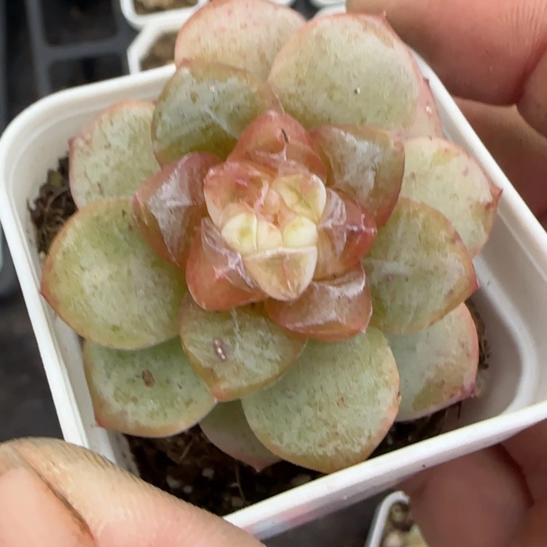 小卡拉米糖心一物一拍