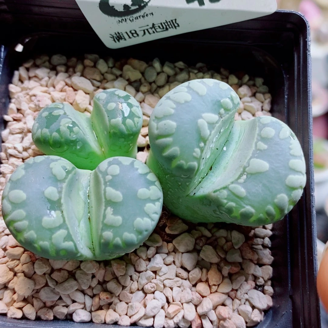 生石花花花花花花花花434
