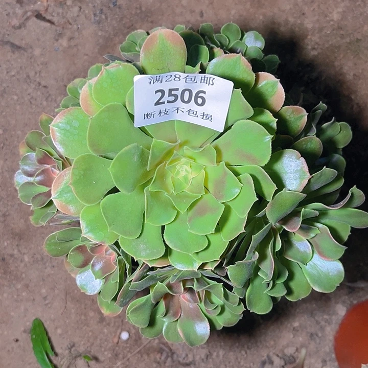 2506香妃多肉植物保护