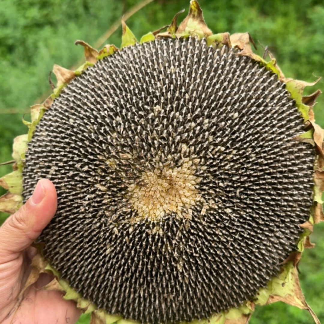 新鲜现摘带盘向日葵生瓜子原味