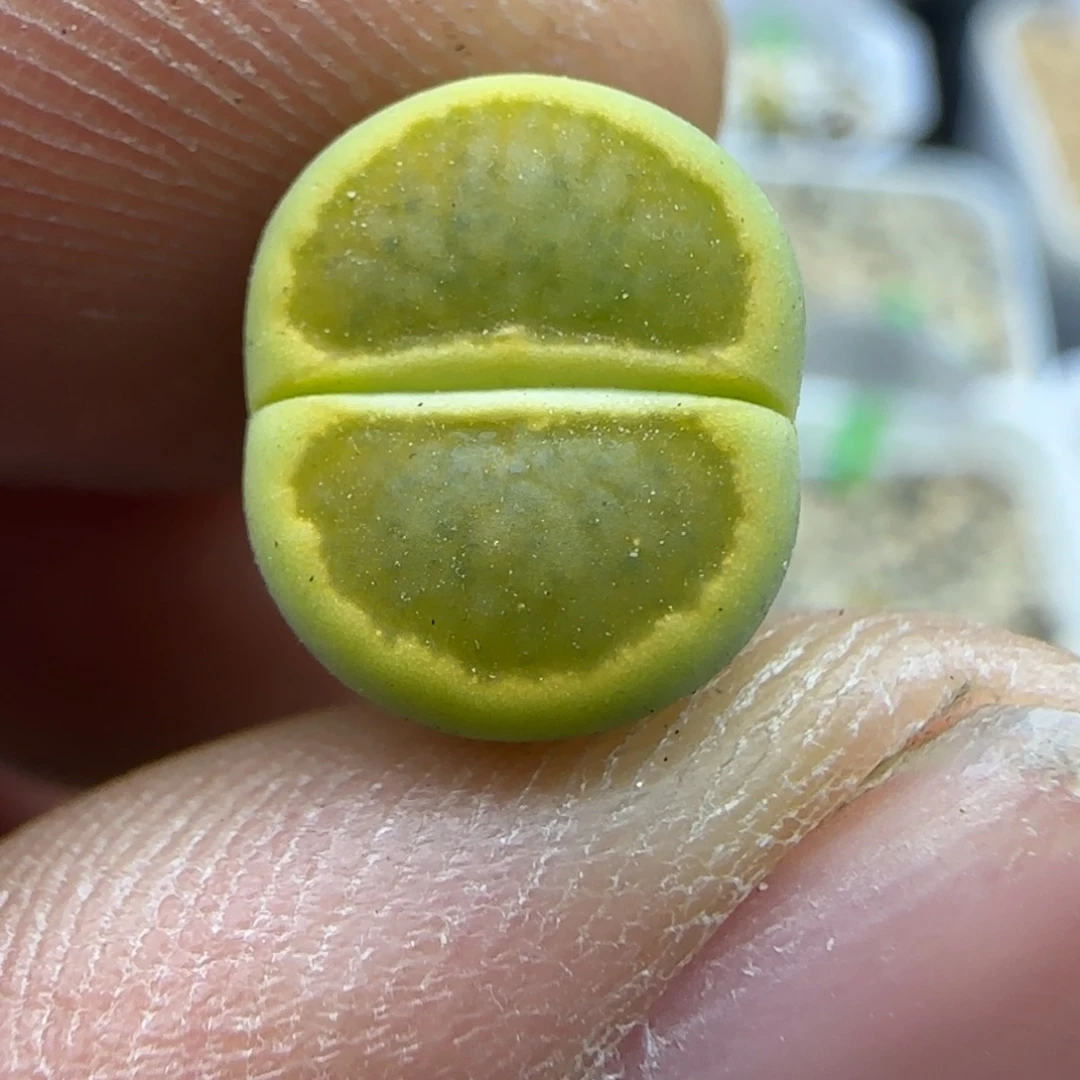 423开播福利生石花大棚直播