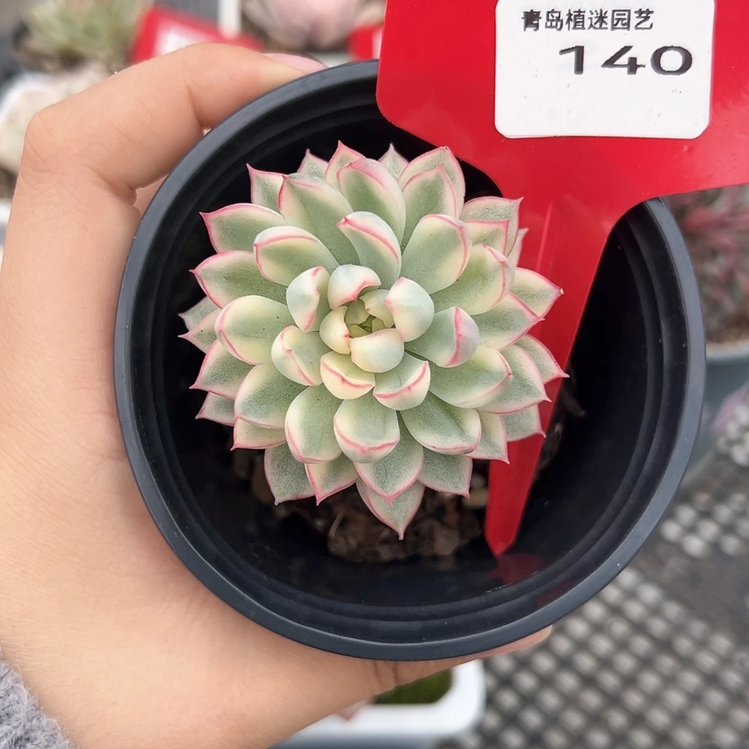 140号女雏锦多肉植物