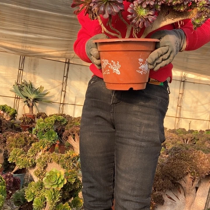 黑***使450祝融缀化老桩