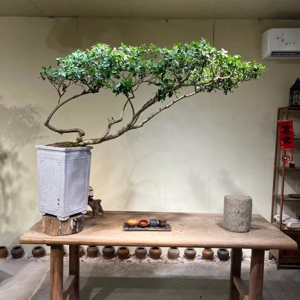 如意 | 海岛栀子花 游龙大飘枝 茶台飘 精品意境盆景